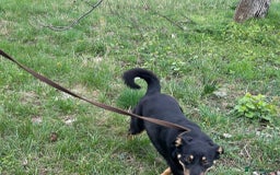 Mixed Breed dogs for adoption: Teya - Norwich Norfolk  - Image 14