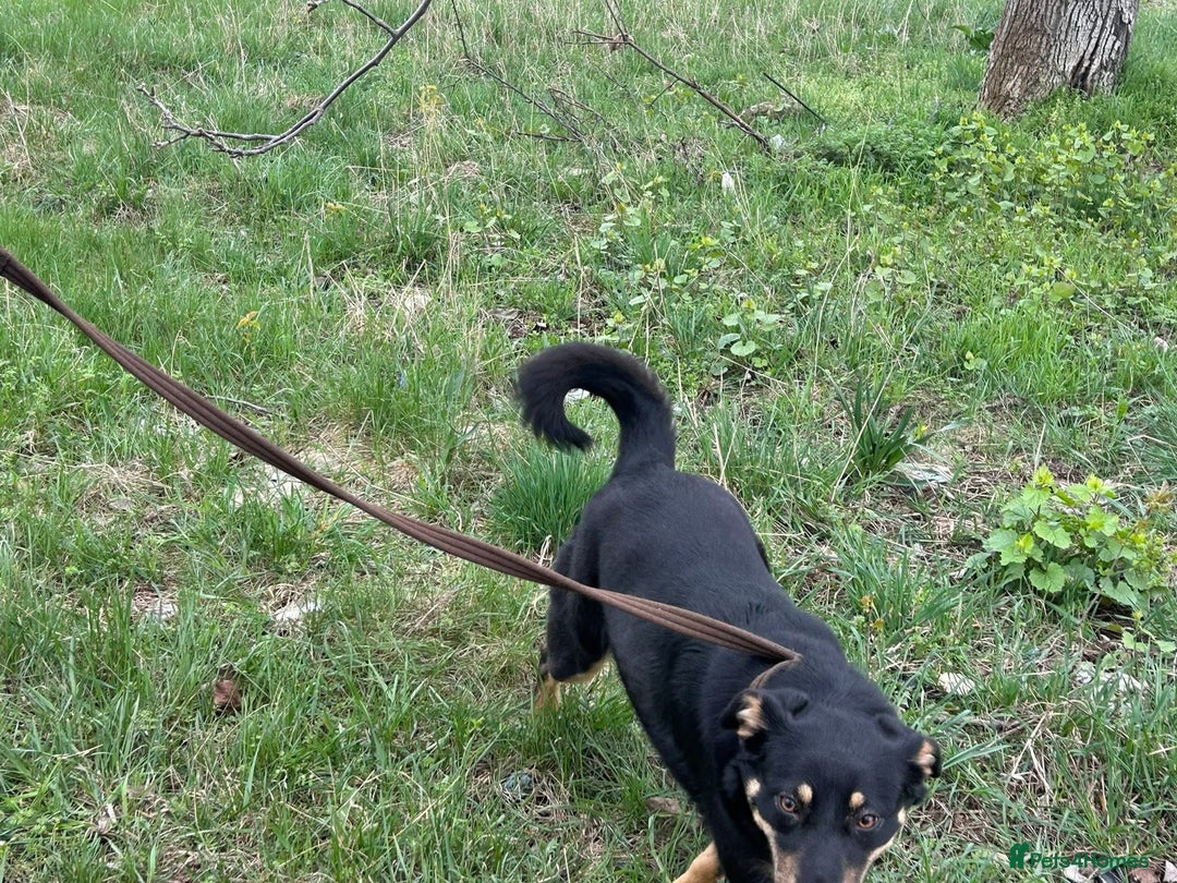 Mixed Breed dogs for adoption: Teya - Norwich Norfolk  - Image 14