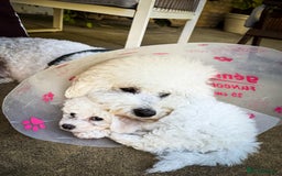 Bichon Frise dogs for sale: Expand-cuddly bichon frise - Image 7