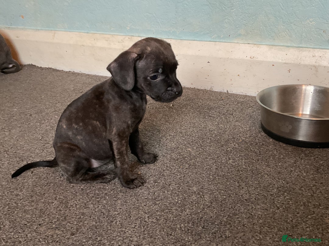 Mixed Breed dogs for sale: French Bulldog x Staff pups  - Advert 6