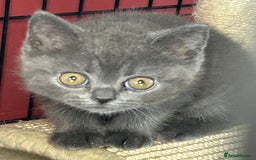 British Shorthair cats for sale: Blue & Fawn Boys & Girls - Image 7