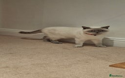 British Shorthair cats for sale: White,grey blue eyed british shorthair frmale  - Advert 1