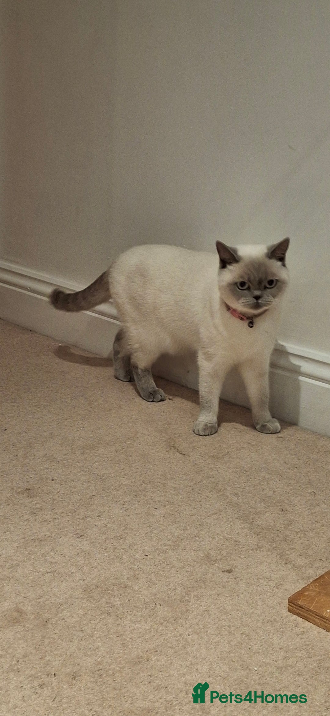 British Shorthair cats for sale: White,grey blue eyed british shorthair frmale  - Advert 1