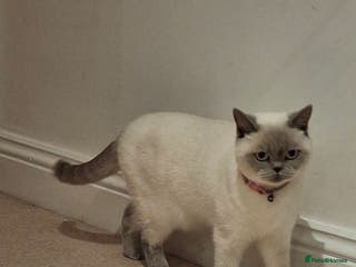 British Shorthair cats White,grey blue eyed british shorthair frmale - Advert 11