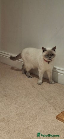 British Shorthair cats White,grey blue eyed british shorthair frmale - Advert 1
