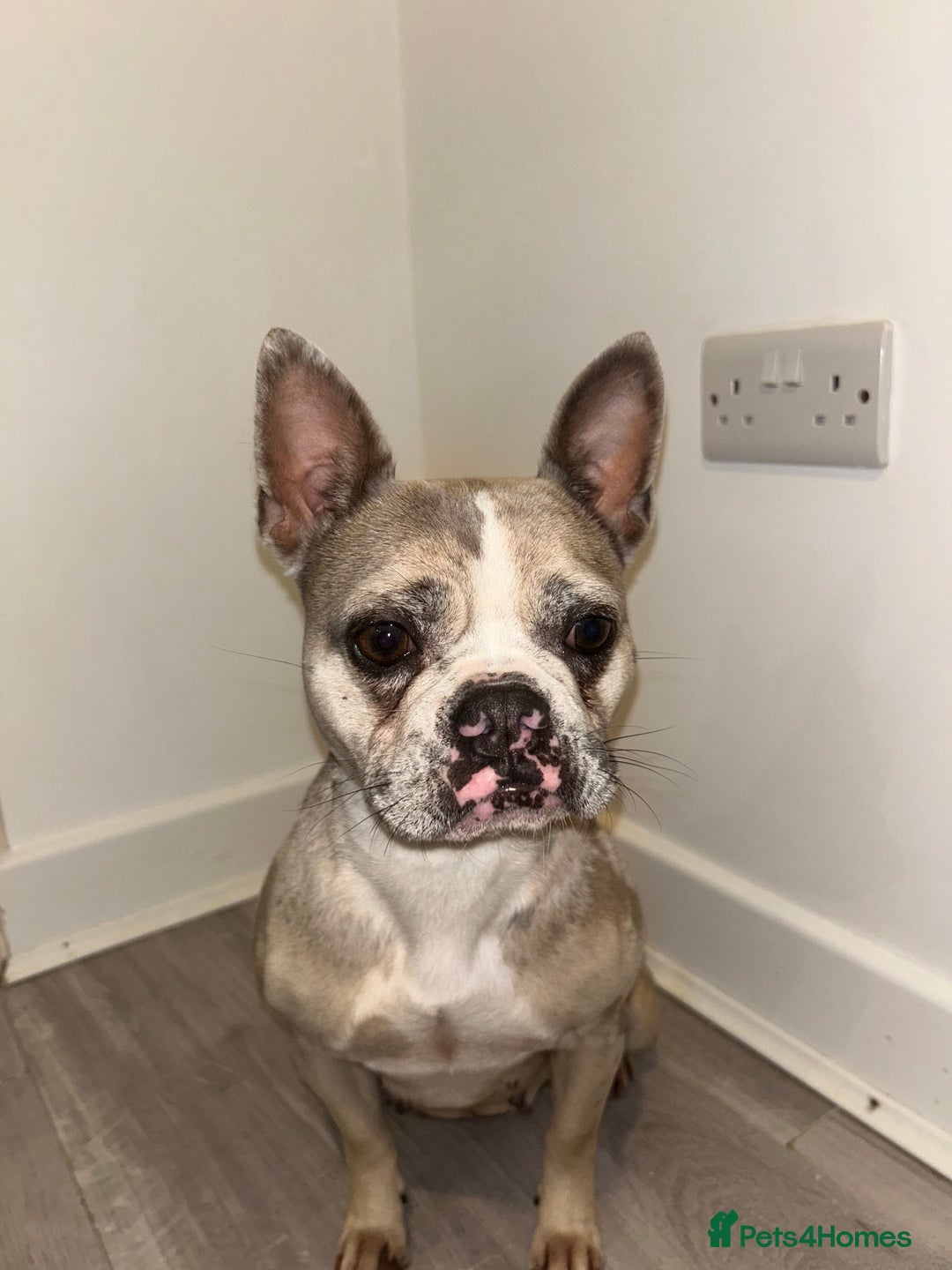 French Bulldog dogs for sale: Looking for his forever home  - Image 2