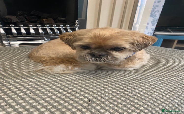 Shih Tzu dogs - Advert 13