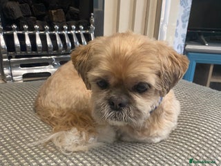 Shih Tzu dogs - Advert 27