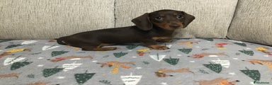 Miniature Dachshund Puppy 2