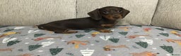 Miniature Dachshund dogs for sale: Mini Daxies true to type - Advert 8