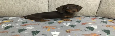 Miniature Dachshund Puppy 2