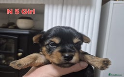 Biewer Terrier dogs for sale: Yorkshire Biewier terrier  - Advert 15