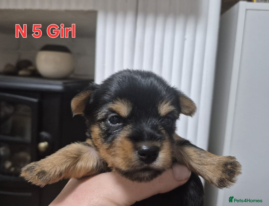Biewer Terrier dogs for sale: Yorkshire Biewier terrier  - Advert 15