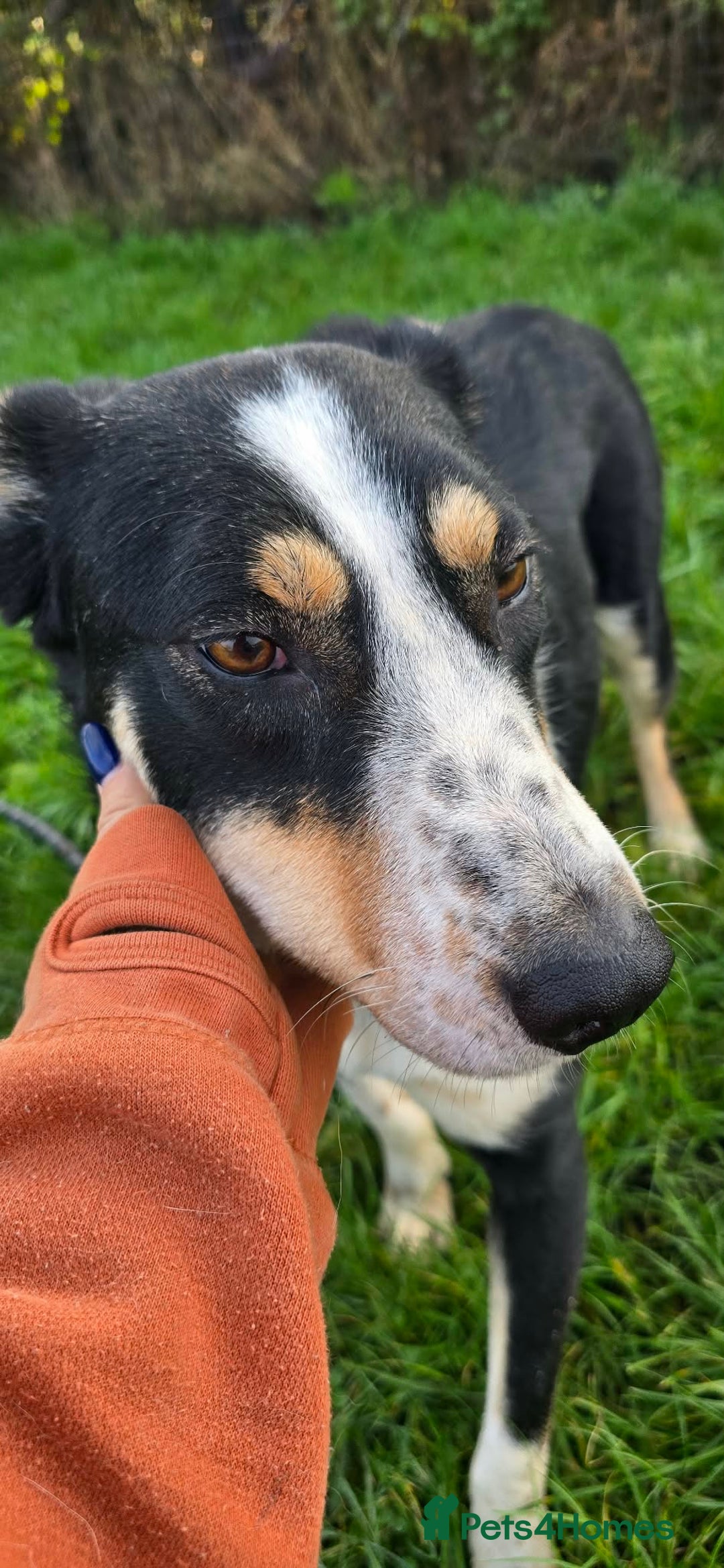Mixed Breed dogs for adoption: TOMMY - Advert 3