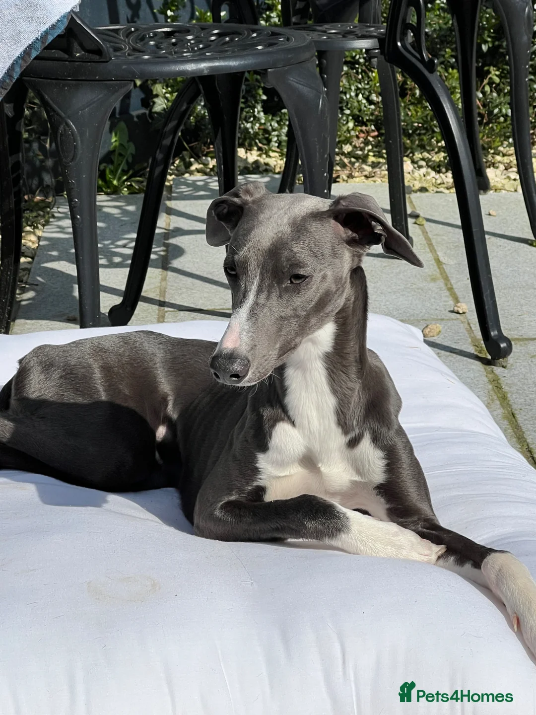 Mixed Breed dogs for sale: Handsome Paddy  in Haslemere - Advert 1