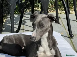 Mixed Breed dogs Handsome Paddy - Advert 1