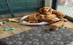 Cocker Spaniel dogs for sale: Extensively Health Tested KC Cocker Spaniels  - Image 17