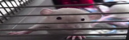 Rat rodents for sale: Two Friendly Male Rats Looking for a Loving Home  in Queenborough - Advert 12