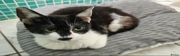 Mixed Breed cats for adoption: Two Cats for Indoor Adoption Together  - Advert 3
