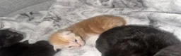 Maine Coon cats for sale: 8 Maine coon kittens  - Advert 2