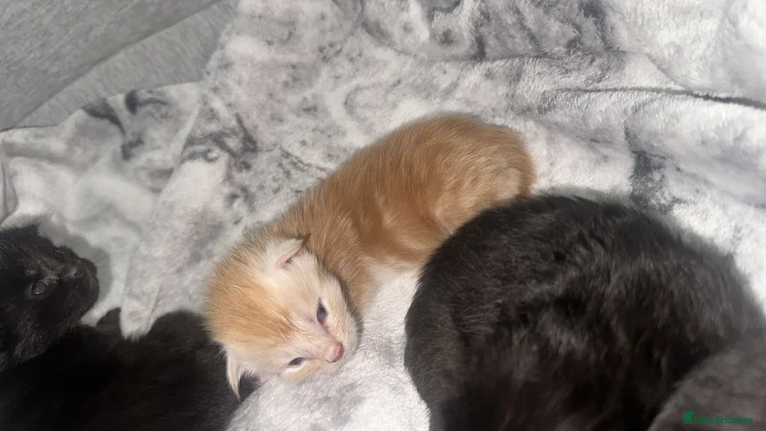 Maine Coon cats for sale: 8 Maine coon kittens  - Advert 2