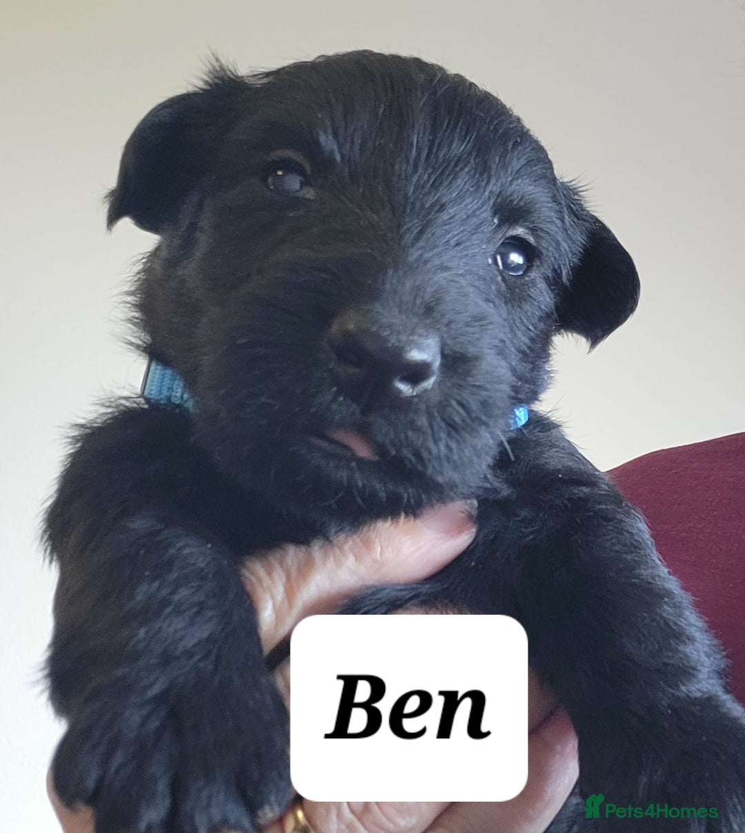 Scottish Terrier dogs for sale: KC Scottish terrier puppies  - Advert 7