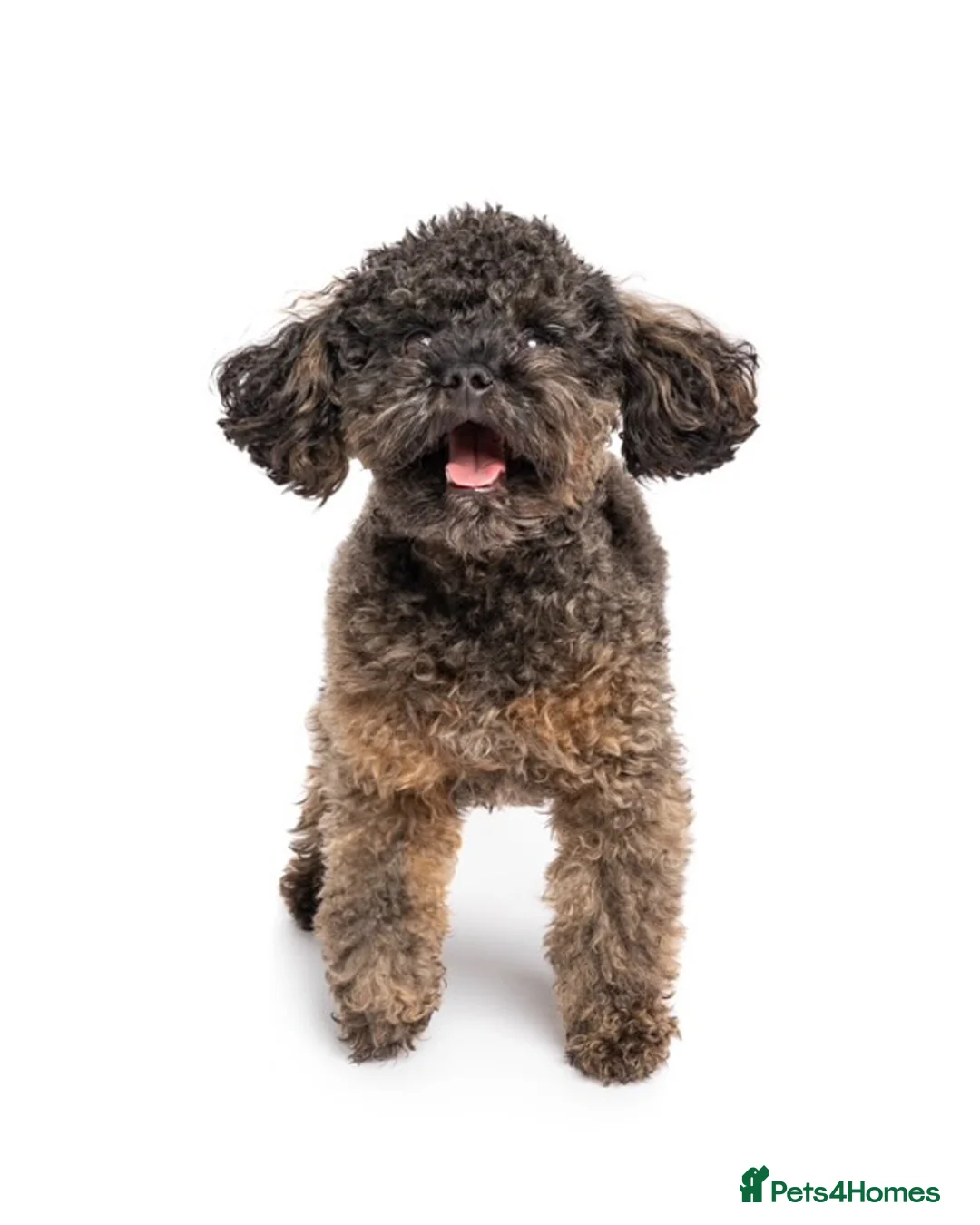 Toy Poodle dogs for stud: Russian Import Tiny Toy Poodle  - Advert 1