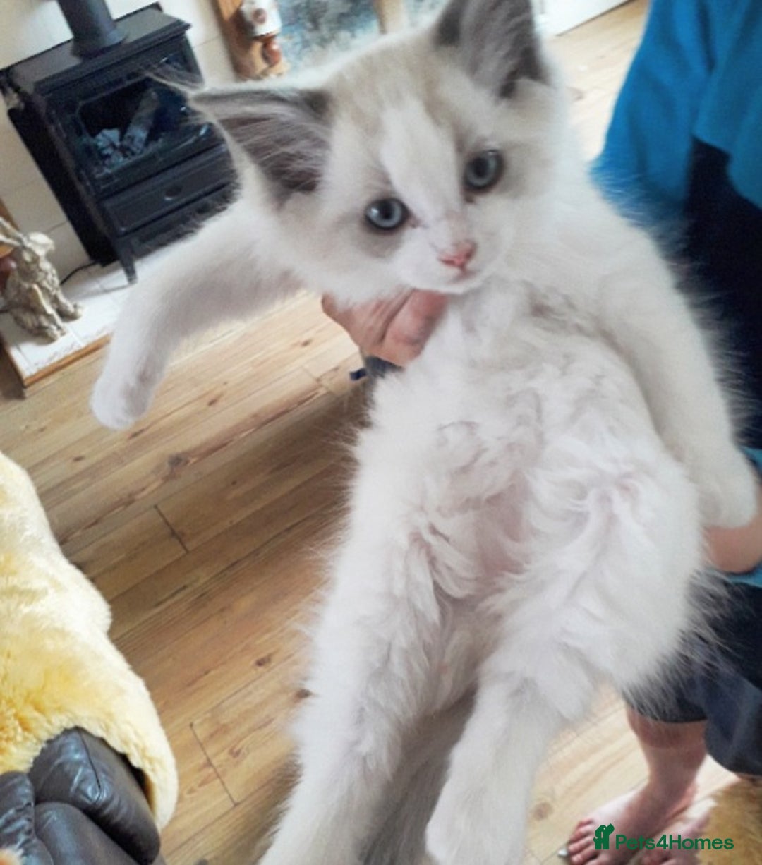 Ragdoll cats for sale: Maincoon ×Ragdoll (Ragcoon) kittens  - Image 2