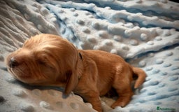 Sprocker dogs for sale: 9 gorgeous Sprocker pups - Image 11