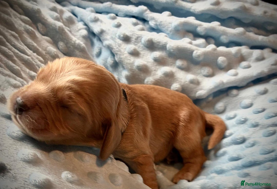 Sprocker dogs for sale: 9 gorgeous Sprocker pups - Image 11
