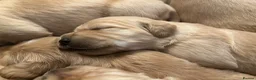 Golden Retriever dogs for sale: Stunning KC reg Golden Retriever babies - Advert 2