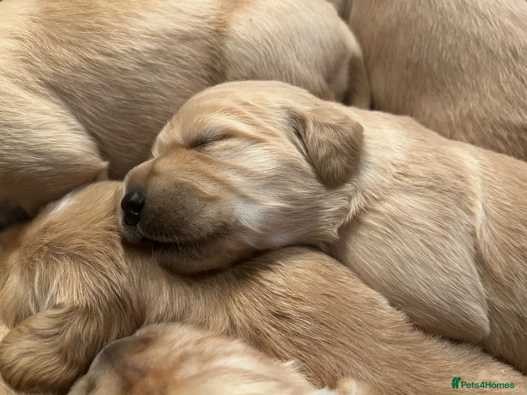 Golden Retriever dogs for sale: Stunning KC reg Golden Retriever babies - Advert 2