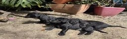 Patterdale Terrier dogs for sale: Little Paws, Big Personality - Advert 3