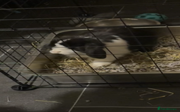 Mini Lop rabbits for sale: Black and white female mini lop - Image 2