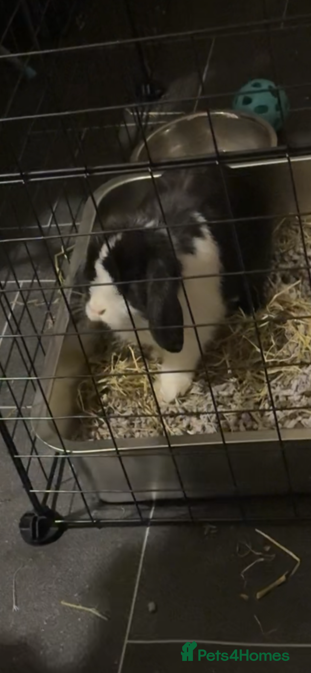 Mini Lop rabbits for sale: Black and white female mini lop - Image 2