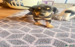 Jack Russell dogs for sale: Adorable Jack Russell puppies - Image 6