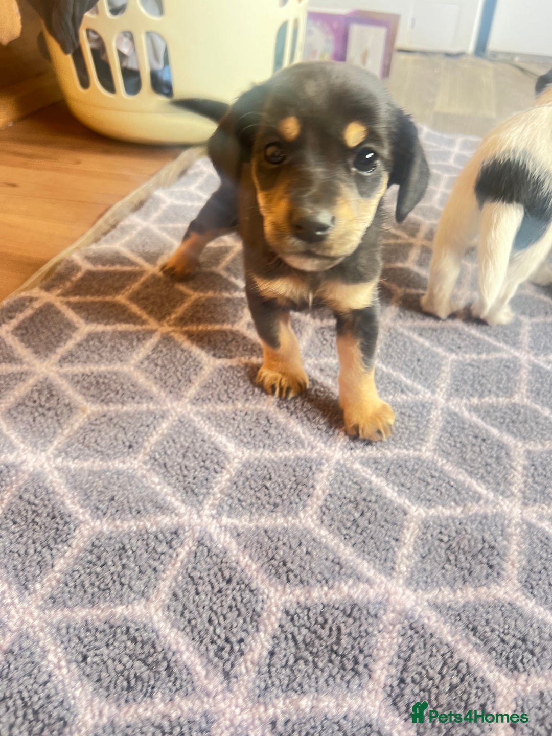Jack Russell dogs for sale: Adorable Jack Russell puppies - Image 6