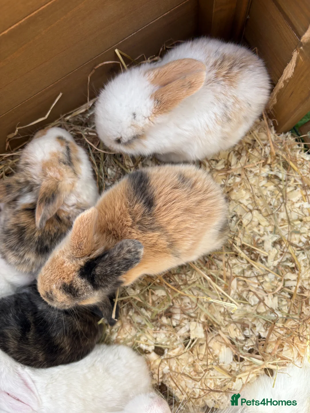 Dwarf Lop rabbits for sale: Bunnies looking for forever homes x - Advert 9