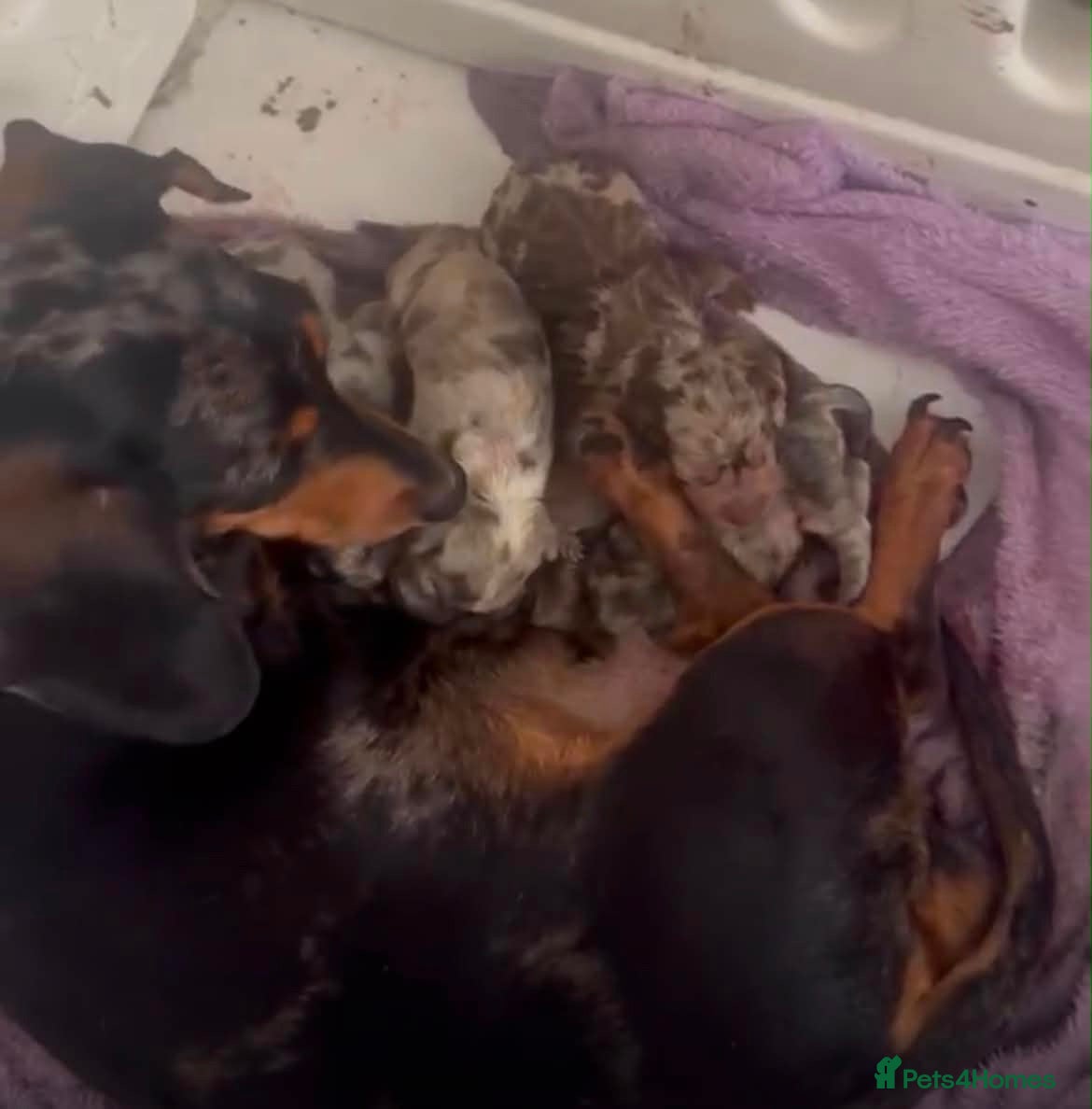 Dachshund dogs Stunning litter of dapple daschund pups  - Advert 1