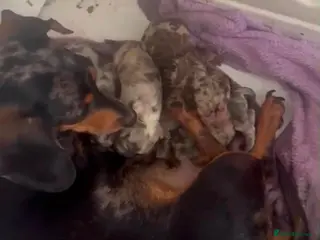 Dachshund dogs Stunning litter of dapple daschund pups - Advert 2