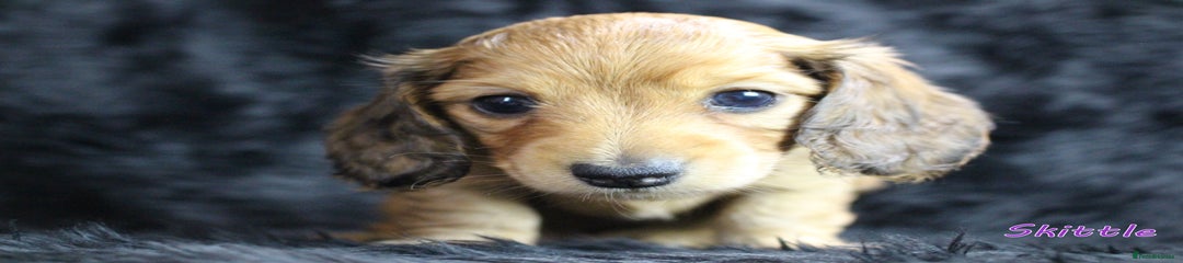 4.🐶 Skittle Estuarydawn– Girl – Shaded Red Dapple (stripe on back)