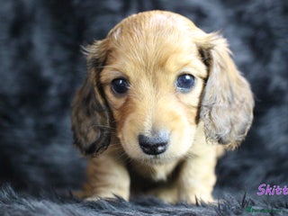 Miniature Dachshund dogs KC PRA Clear Mini Longhair Daxies – Dapple - Advert 4