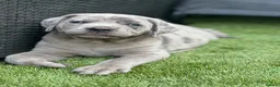 Bandog dogs for sale: Cane Corso Merle Puppies – Loving Gentle Giants - Advert 14