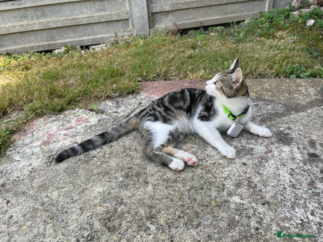 Domestic Shorthair cats for sale: Domestic short hair cat male - Image 5