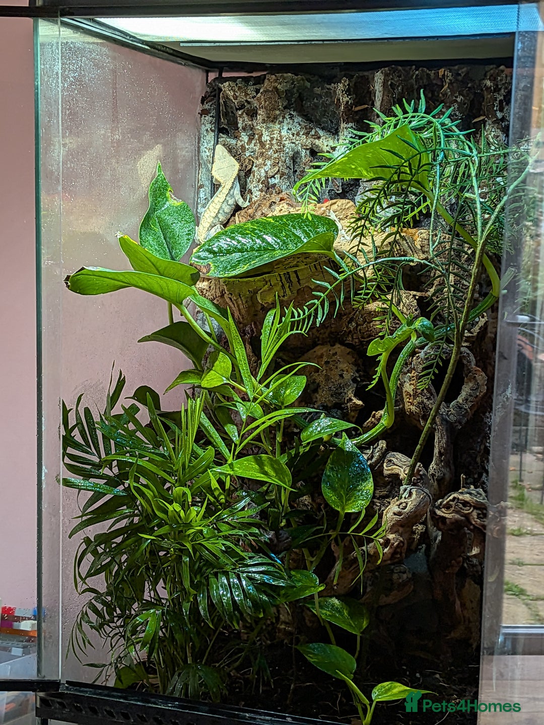 Gecko reptiles for sale: Female crested gecko with full bioactive set up - Image 5