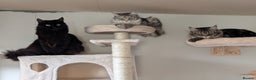 Maine Coon cats for sale: 2x Tica Maine coon sisters  - Advert 12