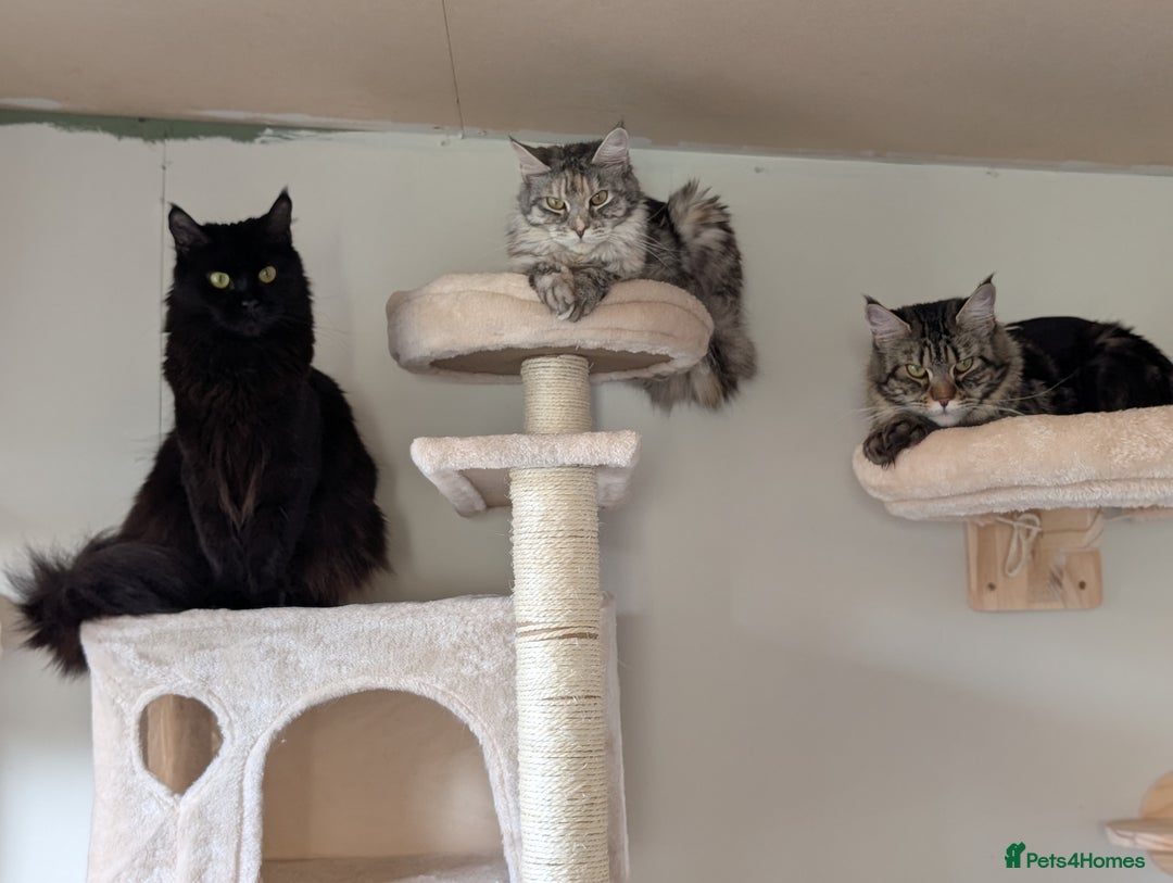 Maine Coon cats for sale: 2x Tica Maine coon sisters  - Advert 12