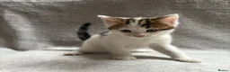 Mixed Breed cats for sale: Adorable Kittens Looking for Their Forever Home - Advert 4