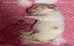 Yorkshire Terrier dogs for sale: ❤️ Champion heritage KC reg.PEDIGREE puppies! 🐶❤️ - Image 28
