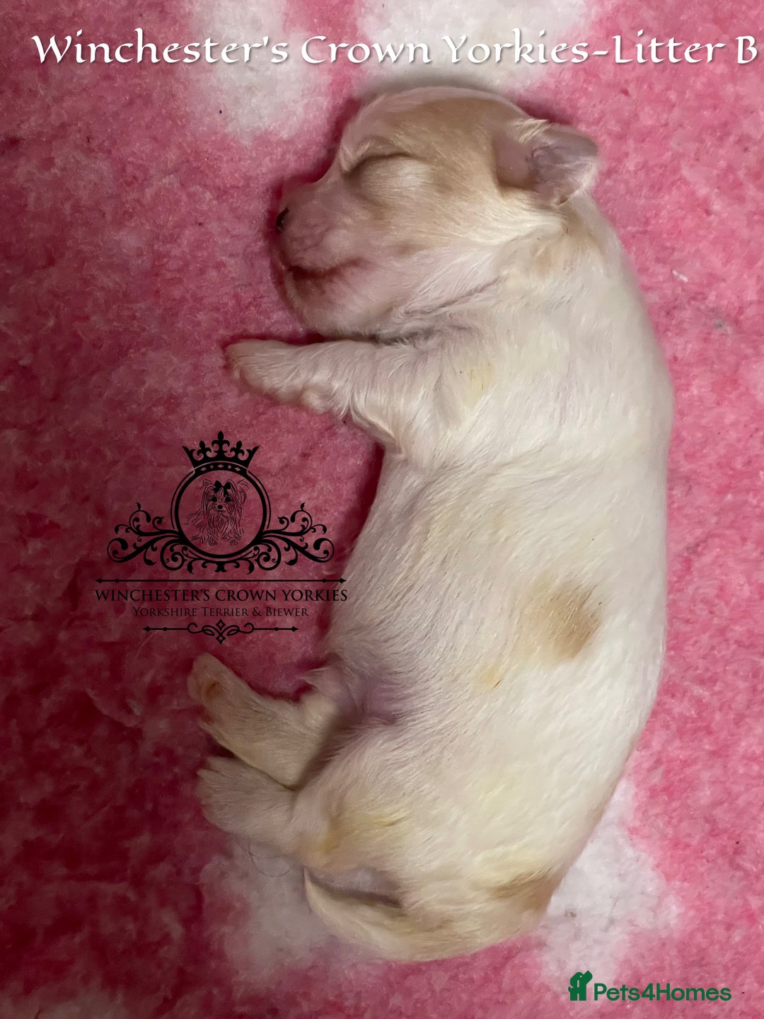 Yorkshire Terrier dogs for sale: ❤️ Champion heritage KC reg.PEDIGREE puppies! 🐶❤️ - Image 28